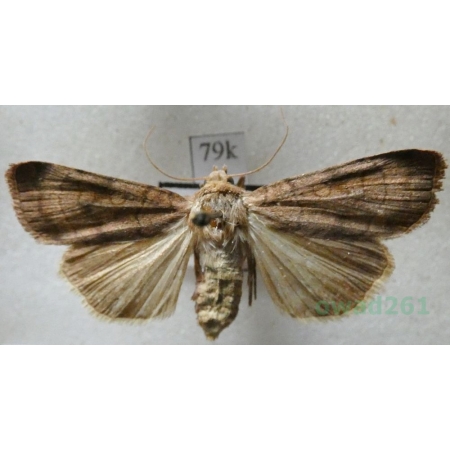 Xestia sexstrigata (Haworth, 1809) Rolnica sześciokreska Czech79k